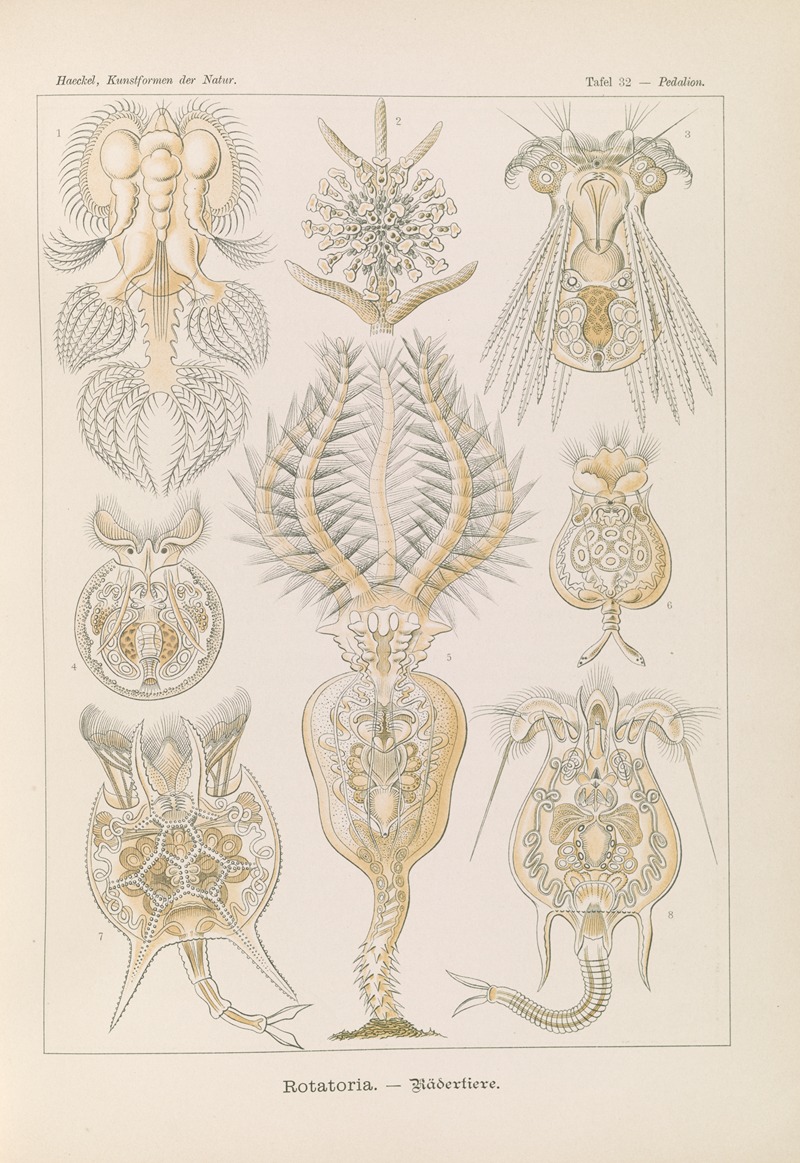 Ernst Haeckel - Rotatoria. – Rädertiere