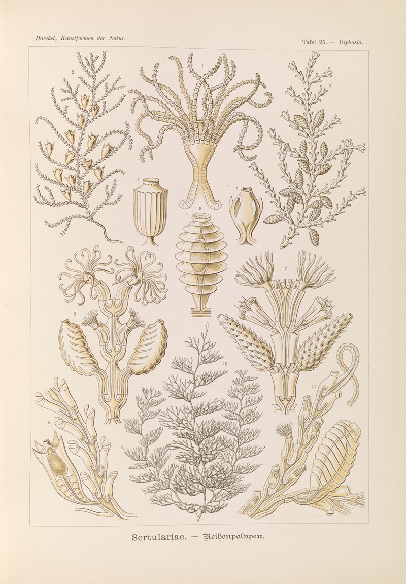 Ernst Haeckel - Sertulariae. – Reihenpolnpen