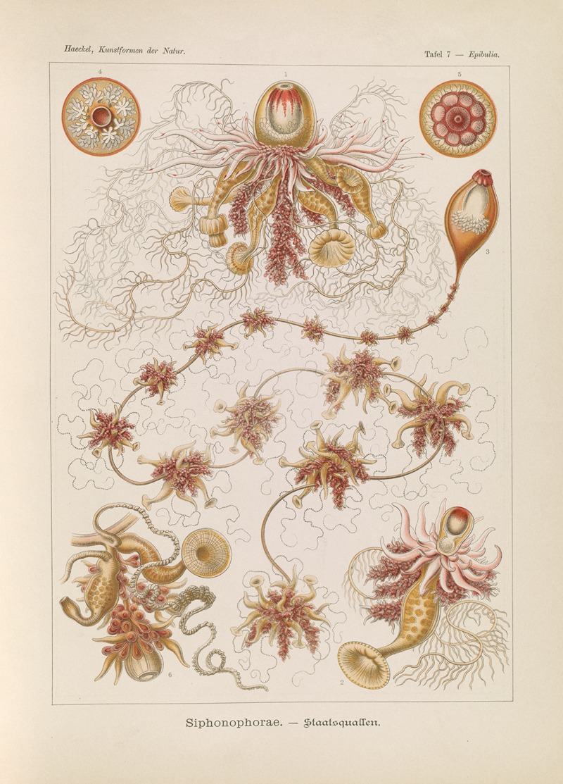 Ernst Haeckel - Siphonophorae. – Staatsquallen