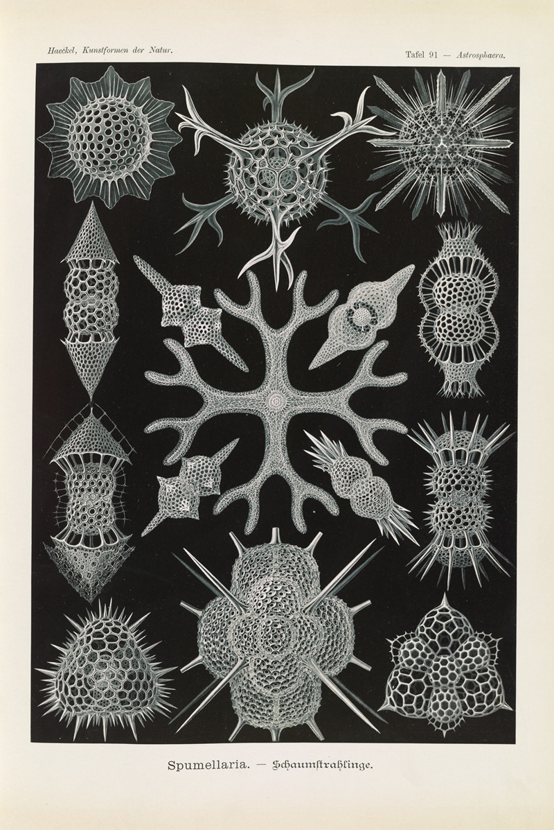 Ernst Haeckel - Spumellaria. – Schaumstrahlinge