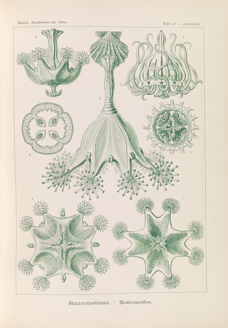 Ernst Haeckel - Stauromedusae. – Becherquallen