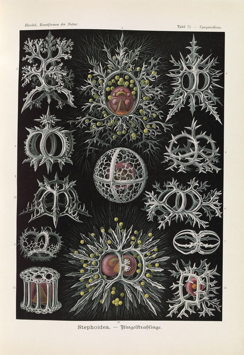 Ernst Haeckel - Stephoidea. – Ringelstrahlinge