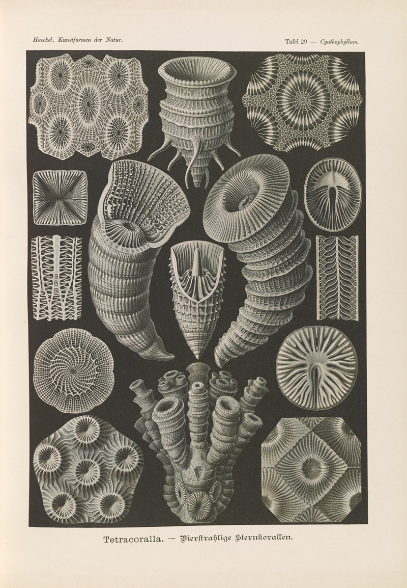 Ernst Haeckel - Tetracoralla. – Bierstrahlige Sternkorallen