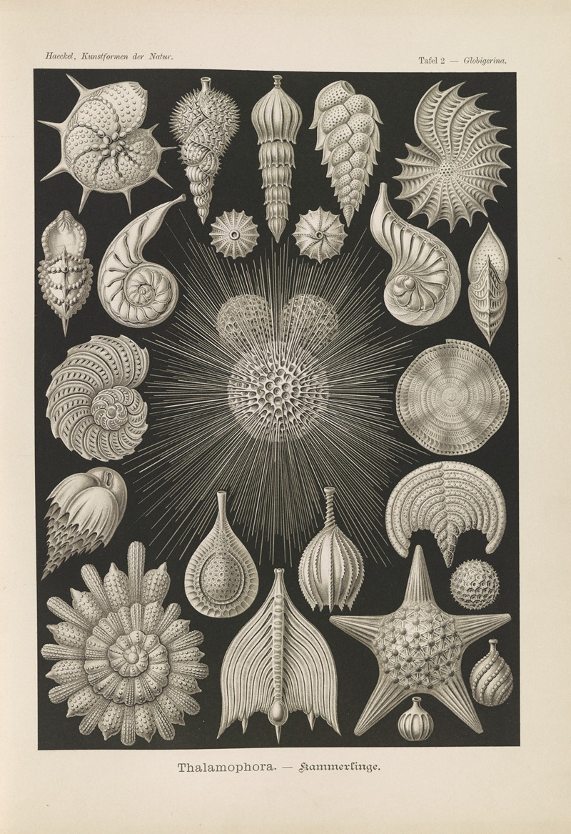 Ernst Haeckel - Thalamophora. – Kammerlinge.
