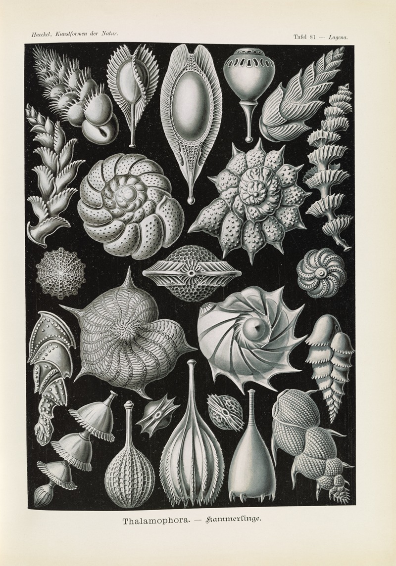 Ernst Haeckel - Thalamophora. – Kammerlinge