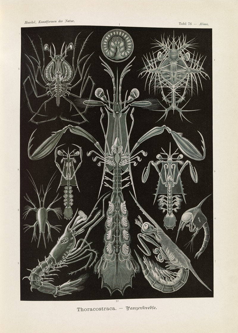 Ernst Haeckel - Thoracostraca. – Panzerkrebse