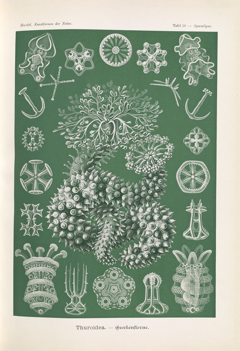 Ernst Haeckel - Thuroidea. – Gurkensterne