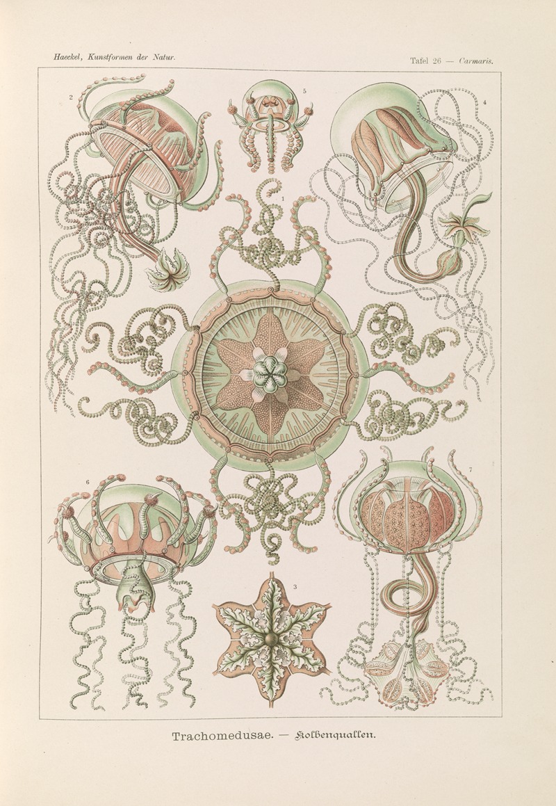Ernst Haeckel - Trachomedusae. – Kolbenquallen