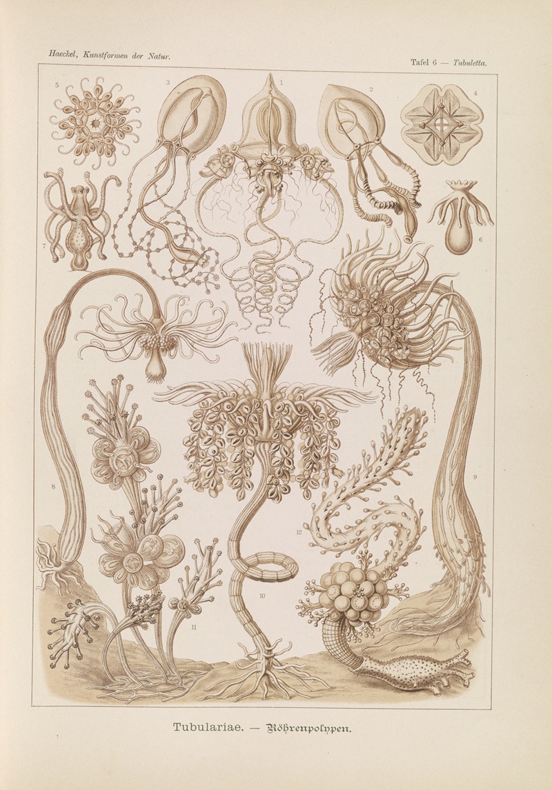 Ernst Haeckel - Tubulariae. – Röhrenpolnpen