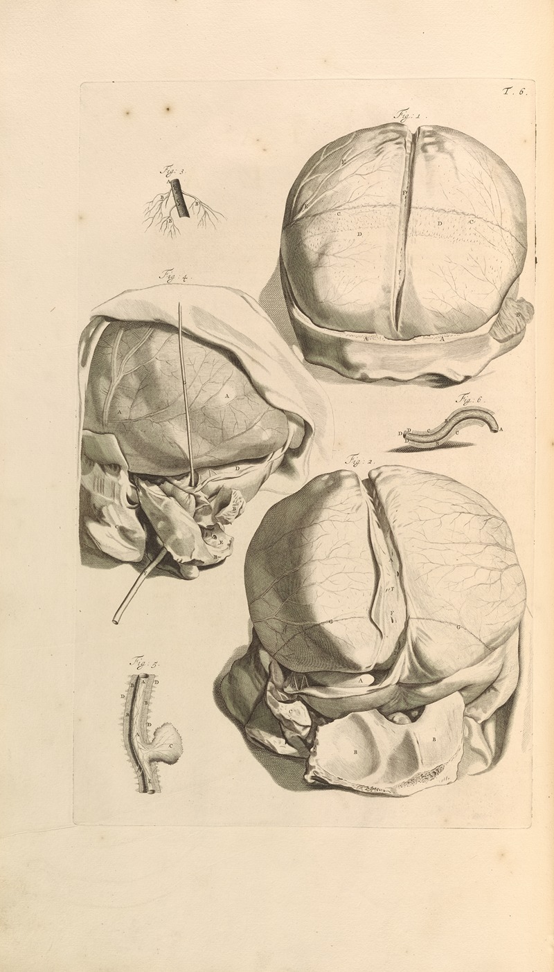 Anatomia humani corporis Pl.007 by Gerard de Lairesse - Artvee