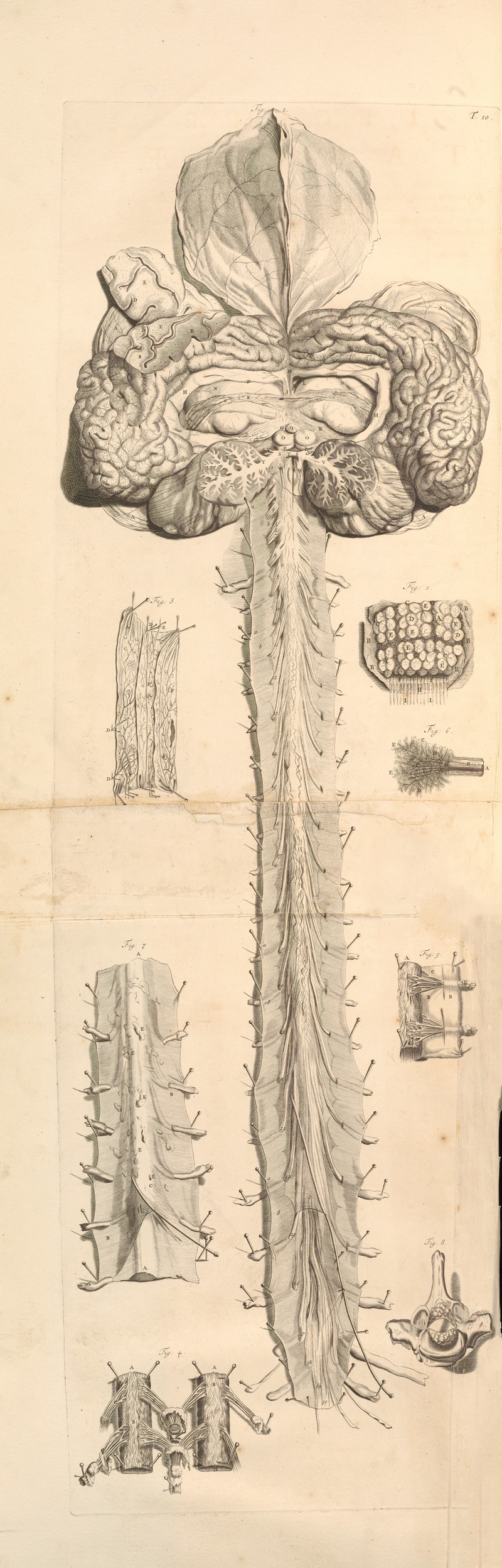 Gerard de Lairesse - Anatomia humani corporis Pl.011