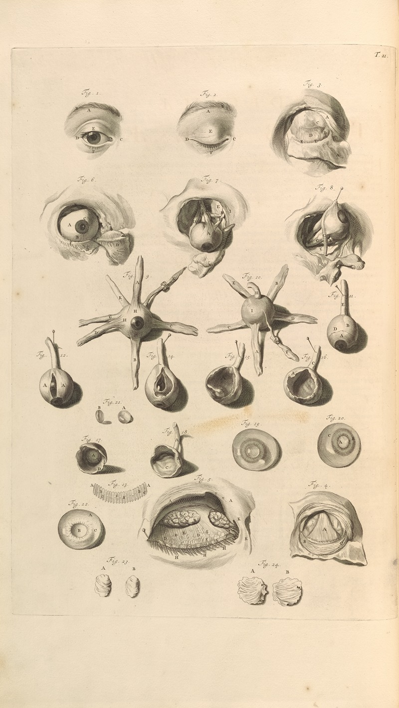 Gerard de Lairesse - Anatomia humani corporis Pl.012
