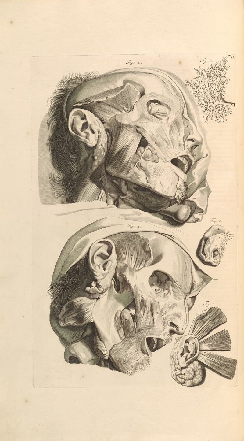 Gerard de Lairesse - Anatomia humani corporis Pl.013