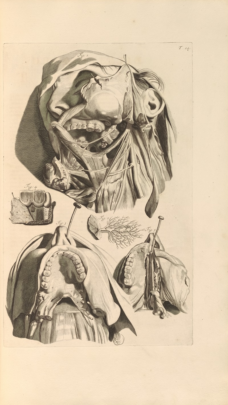 Gerard de Lairesse - Anatomia humani corporis Pl.015