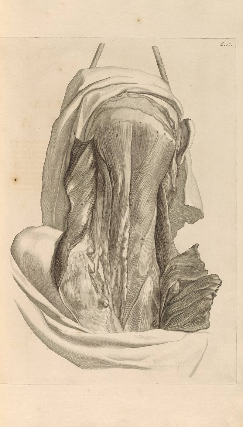 Gerard de Lairesse - Anatomia humani corporis Pl.017