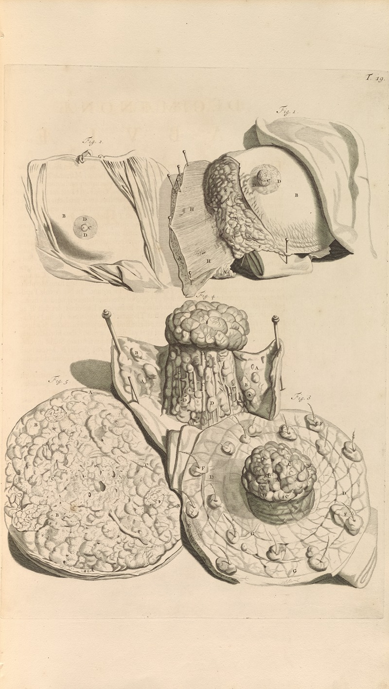 Gerard de Lairesse - Anatomia humani corporis Pl.020