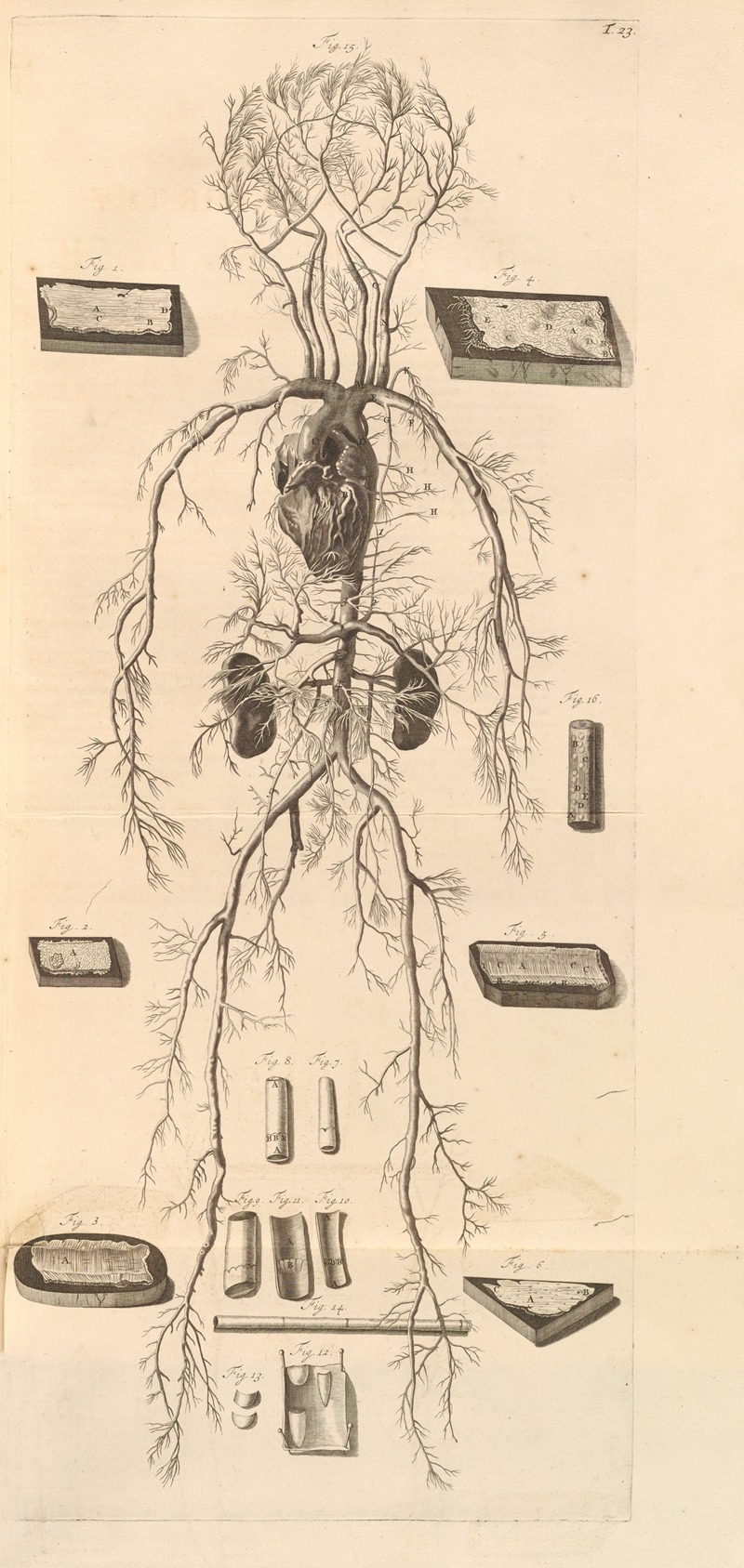 Gerard de Lairesse - Anatomia humani corporis Pl.024