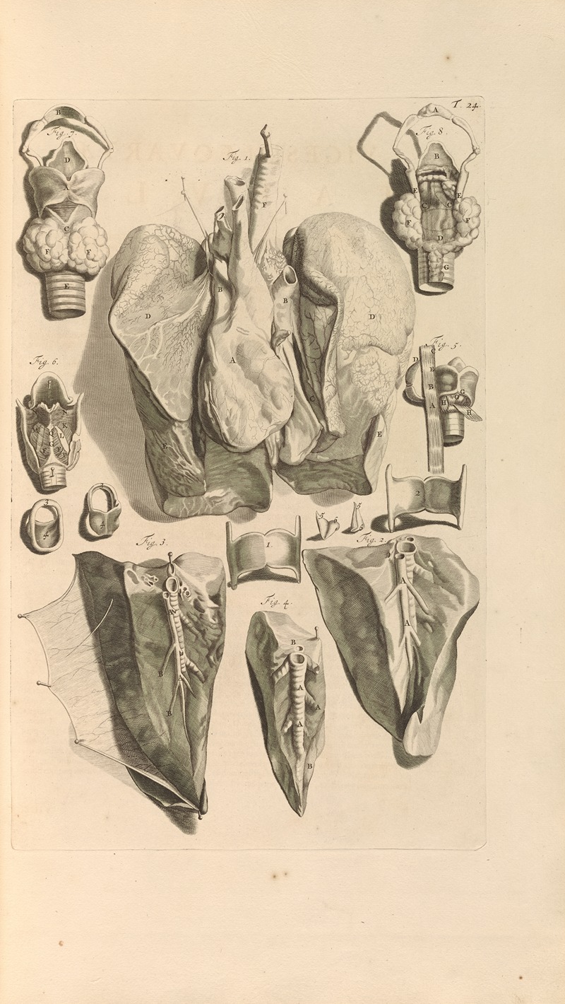 Gerard de Lairesse - Anatomia humani corporis Pl.025