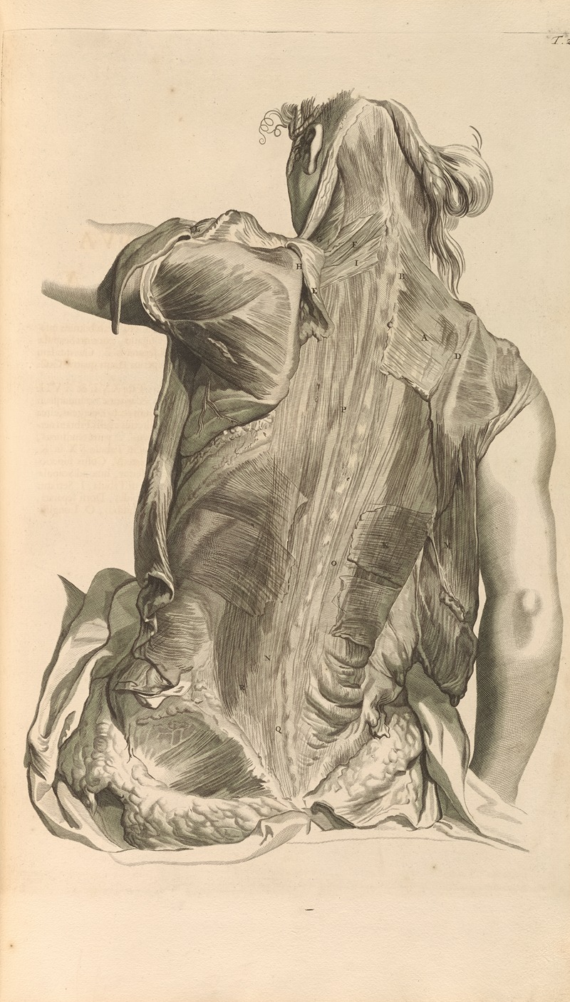 Gerard de Lairesse - Anatomia humani corporis Pl.029
