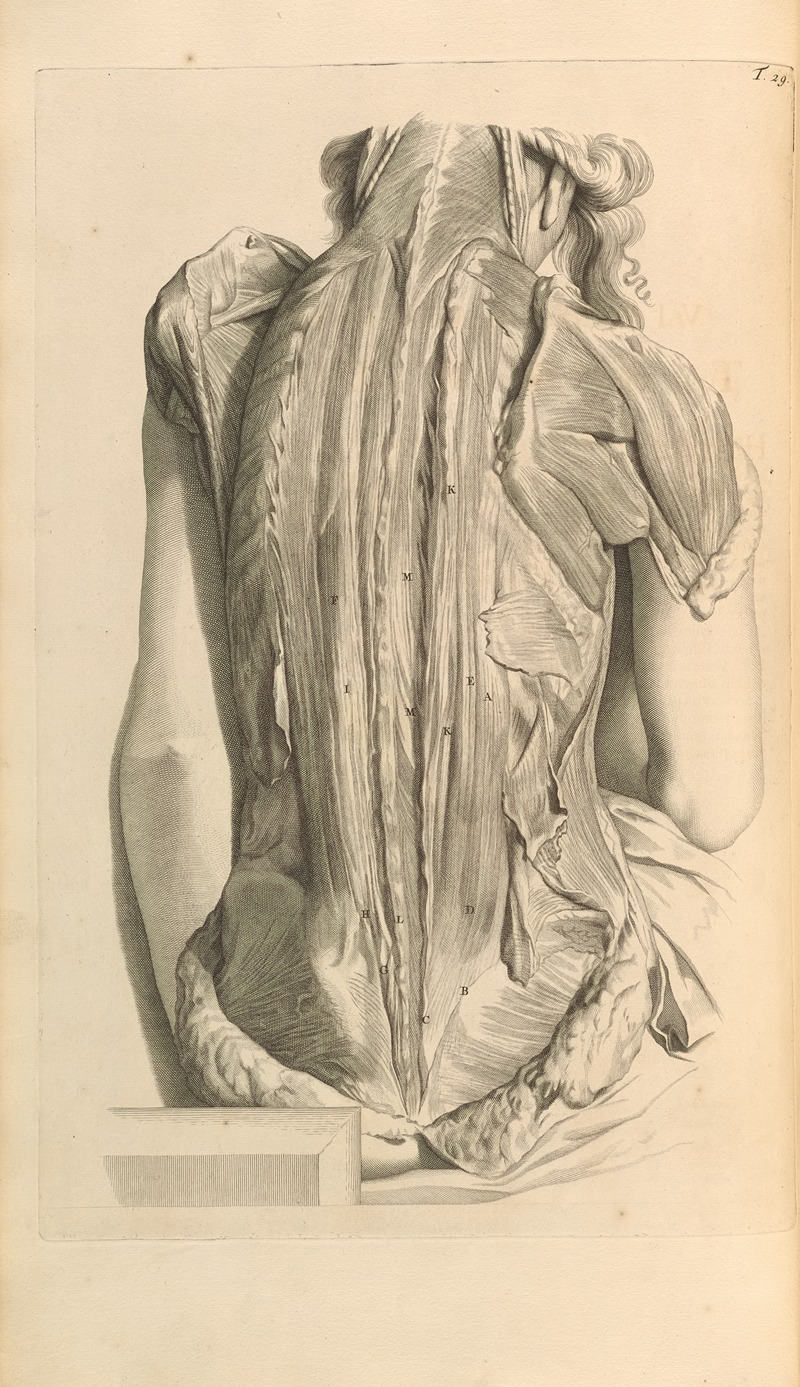 Gerard de Lairesse - Anatomia humani corporis Pl.030