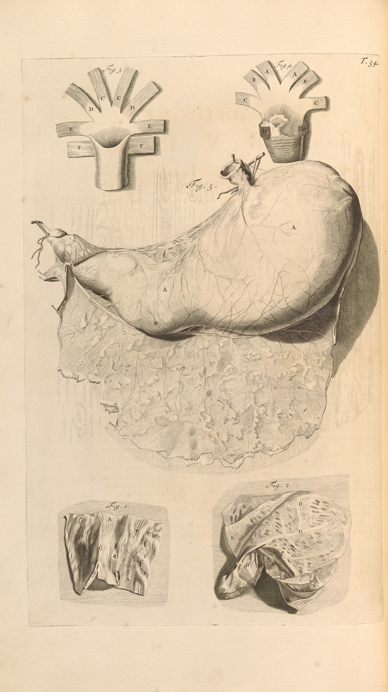 Gerard de Lairesse - Anatomia humani corporis Pl.035