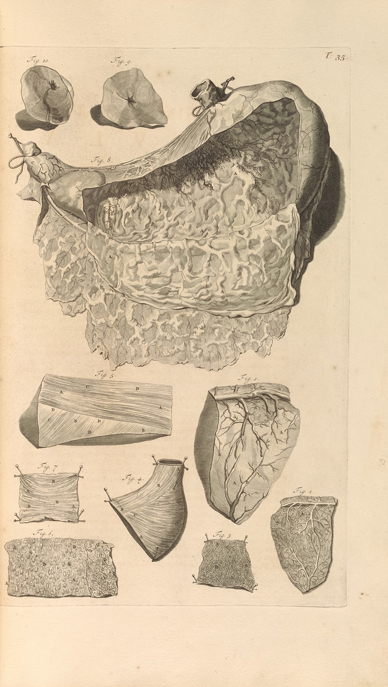 Gerard de Lairesse - Anatomia humani corporis Pl.036