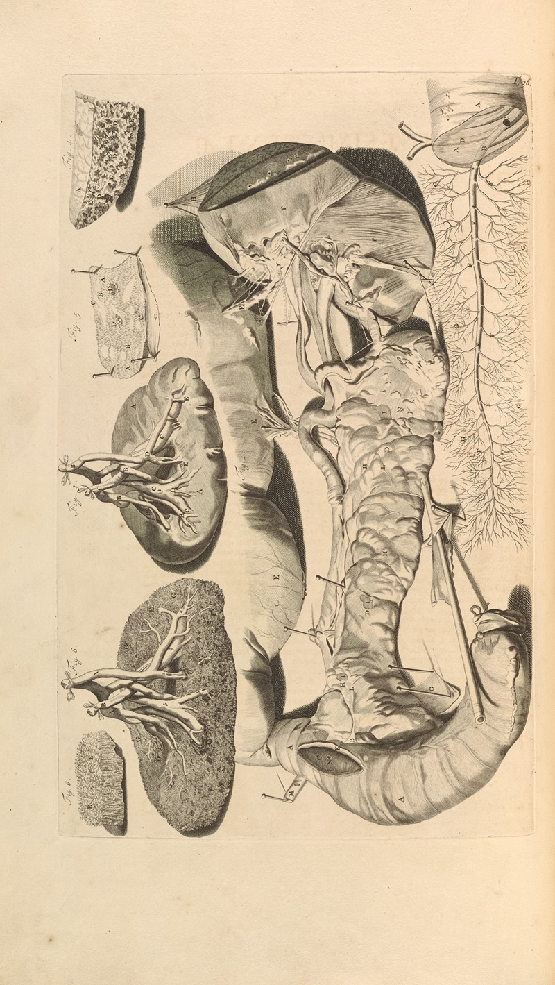Gerard de Lairesse - Anatomia humani corporis Pl.037