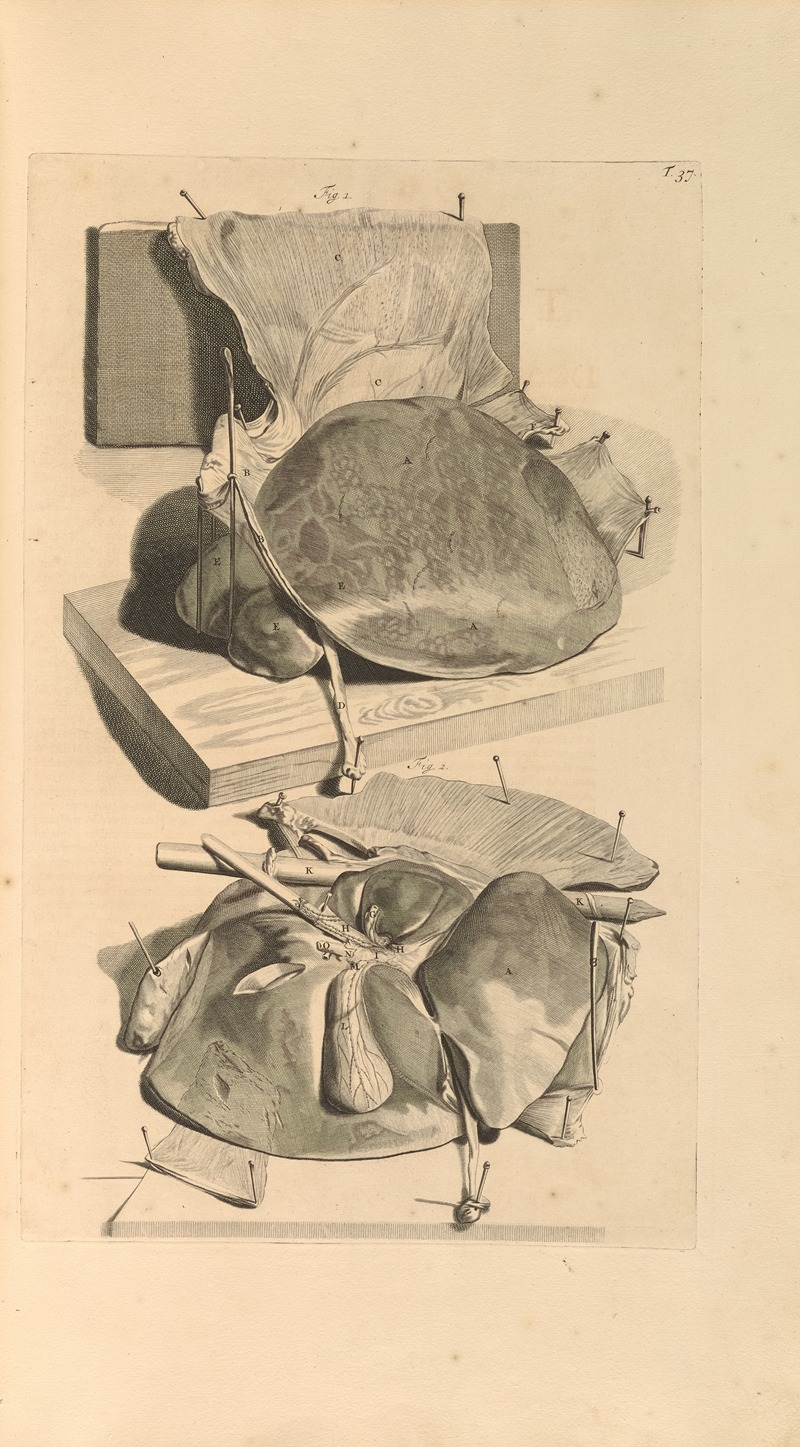 Gerard de Lairesse - Anatomia humani corporis Pl.038