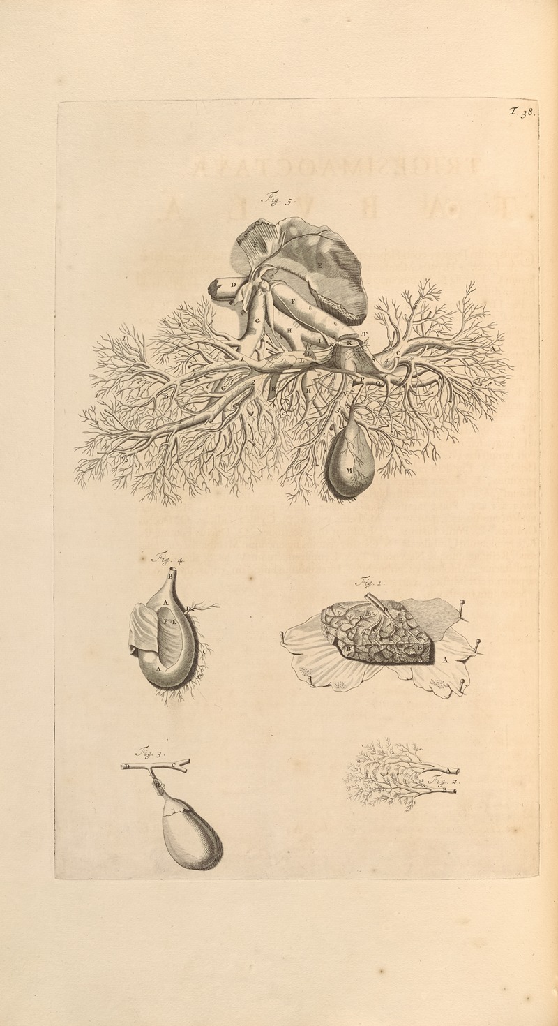 Gerard de Lairesse - Anatomia humani corporis Pl.039