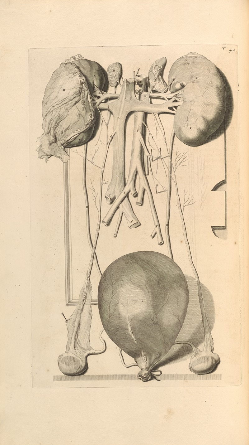 Gerard de Lairesse - Anatomia humani corporis Pl.043
