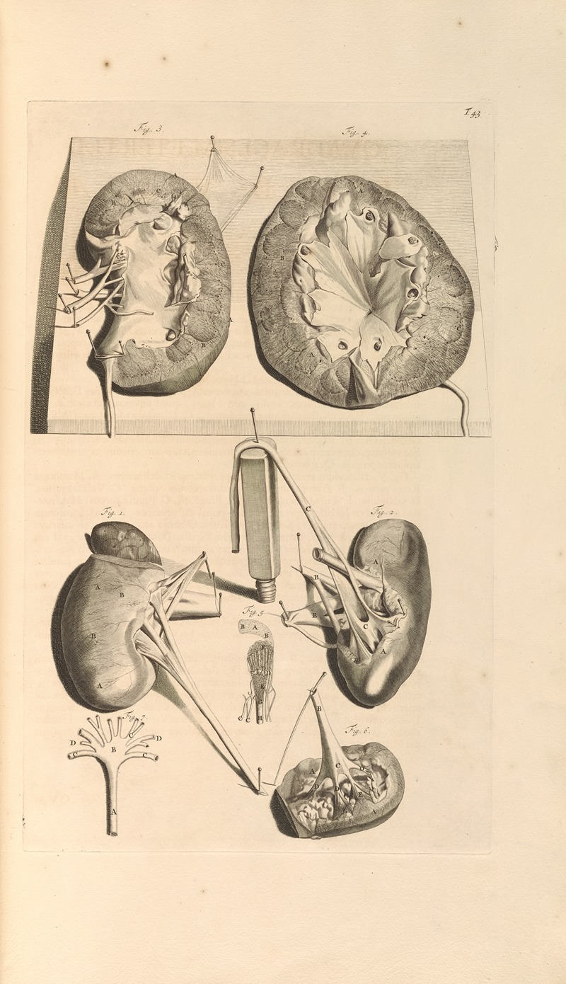 Gerard de Lairesse - Anatomia humani corporis Pl.044
