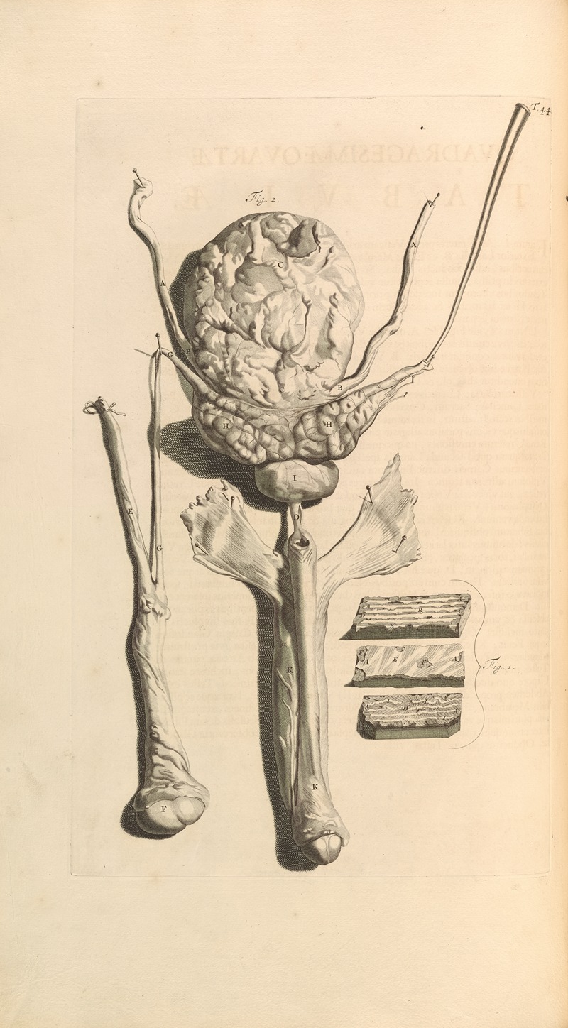 Gerard de Lairesse - Anatomia humani corporis Pl.045