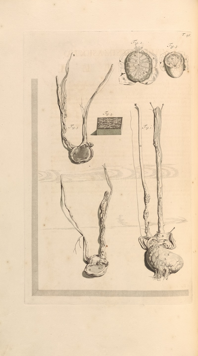 Gerard de Lairesse - Anatomia humani corporis Pl.047