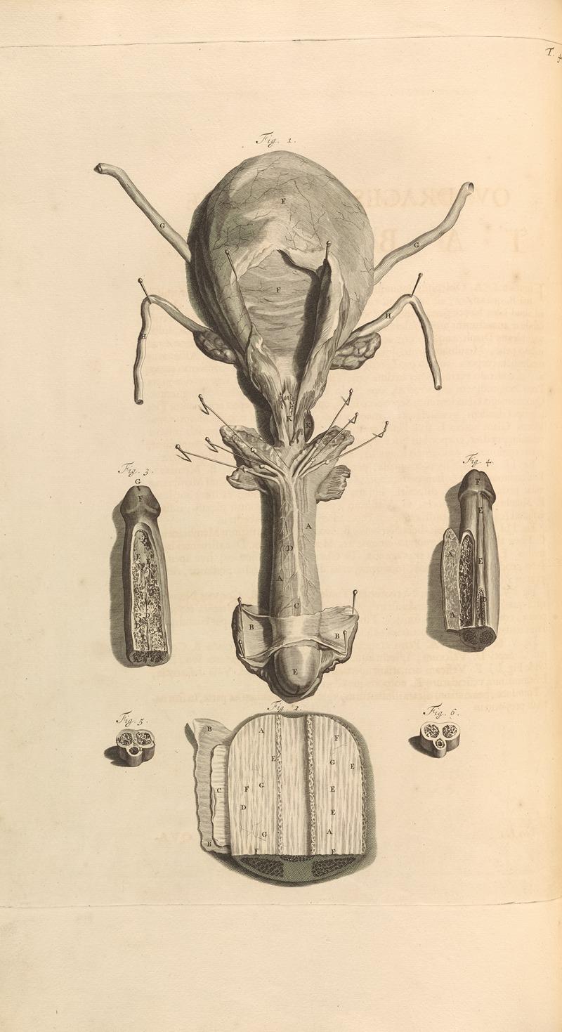 Gerard de Lairesse - Anatomia humani corporis Pl.049