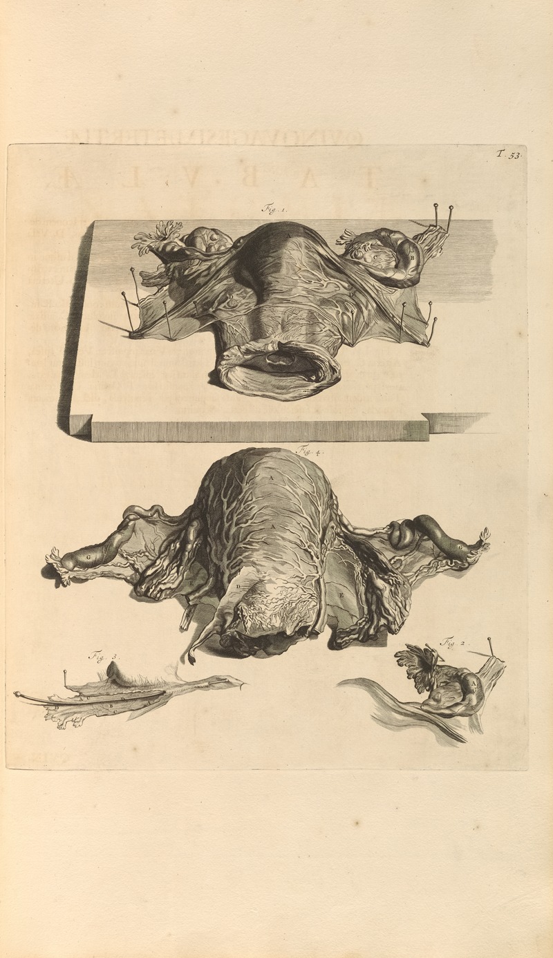 Gerard de Lairesse - Anatomia humani corporis Pl.054