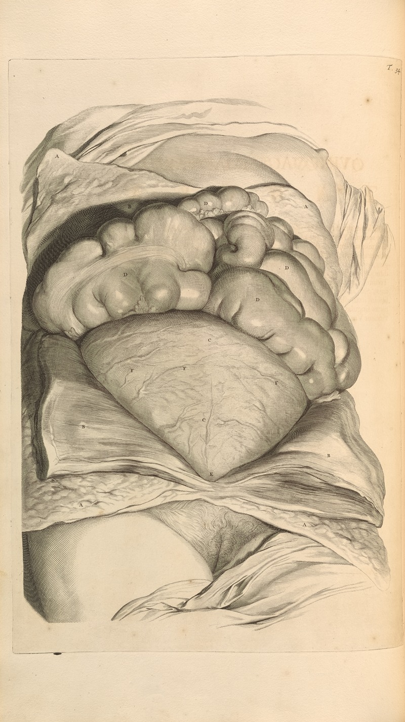 Gerard de Lairesse - Anatomia humani corporis Pl.055