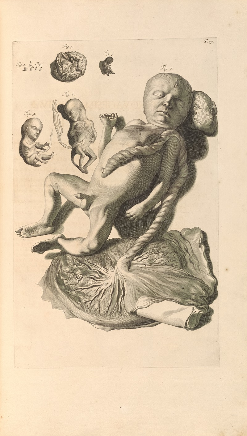 Gerard de Lairesse - Anatomia humani corporis Pl.058