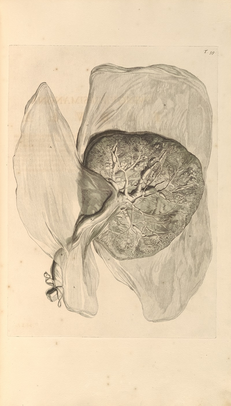 Gerard de Lairesse - Anatomia humani corporis Pl.060