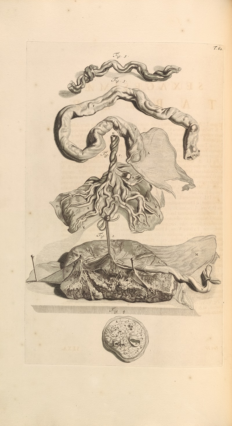 Gerard de Lairesse - Anatomia humani corporis Pl.061