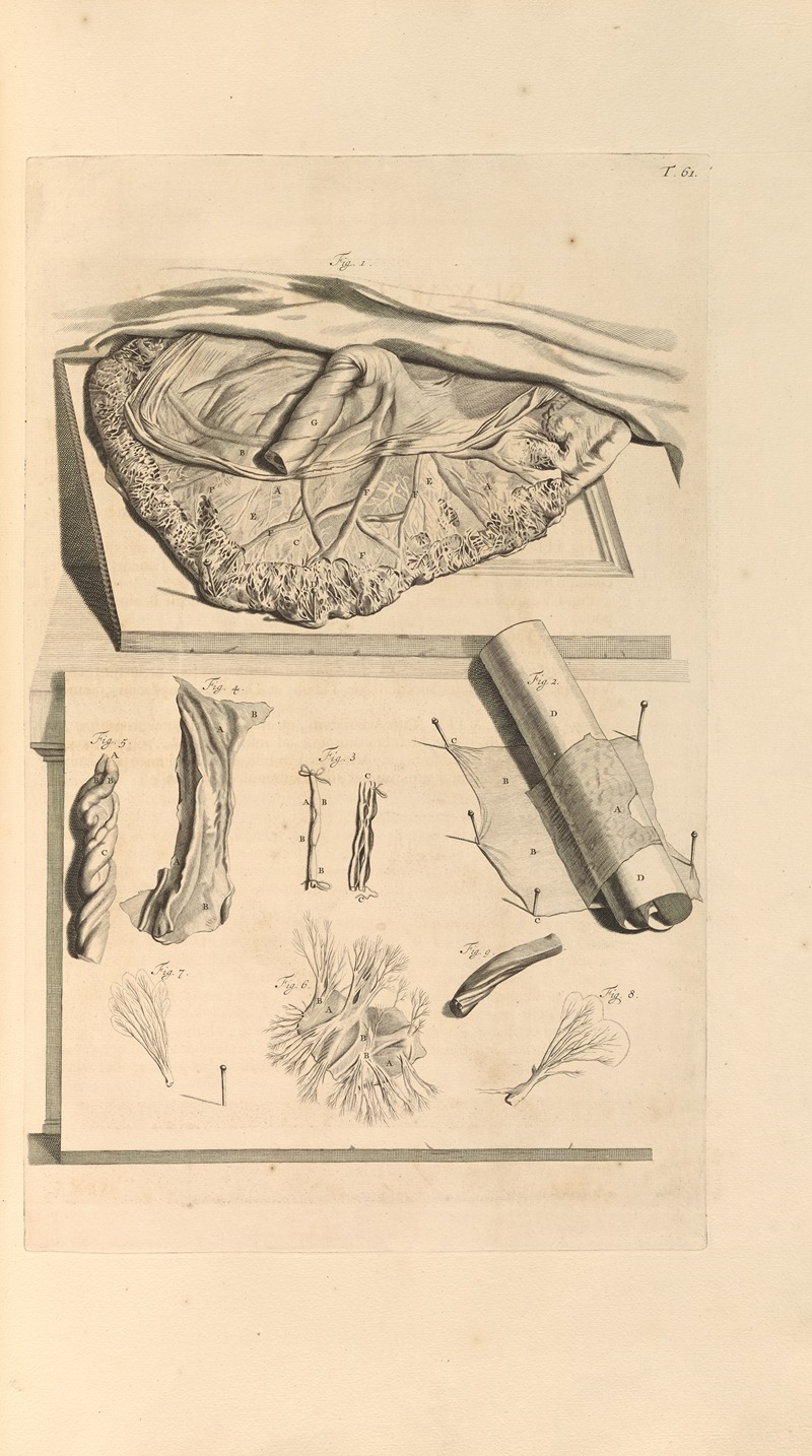 Gerard de Lairesse - Anatomia humani corporis Pl.062