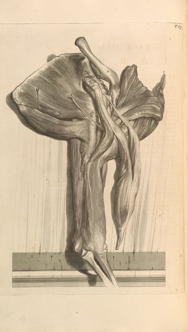 Gerard de Lairesse - Anatomia humani corporis Pl.066