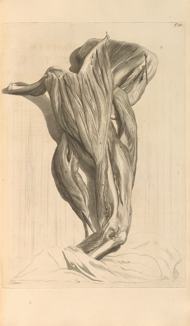 Gerard de Lairesse - Anatomia humani corporis Pl.067