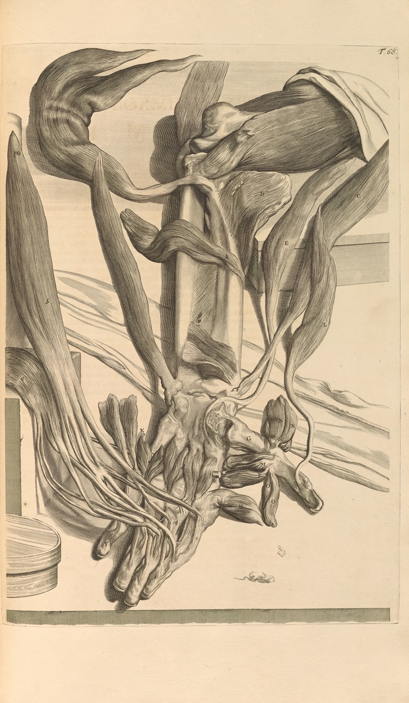 Gerard de Lairesse - Anatomia humani corporis Pl.069