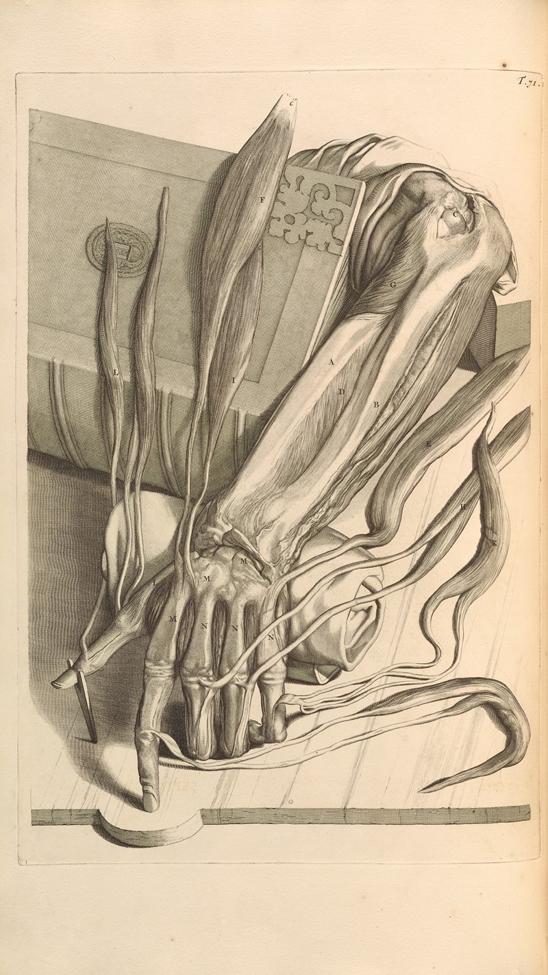 Gerard de Lairesse - Anatomia humani corporis Pl.072