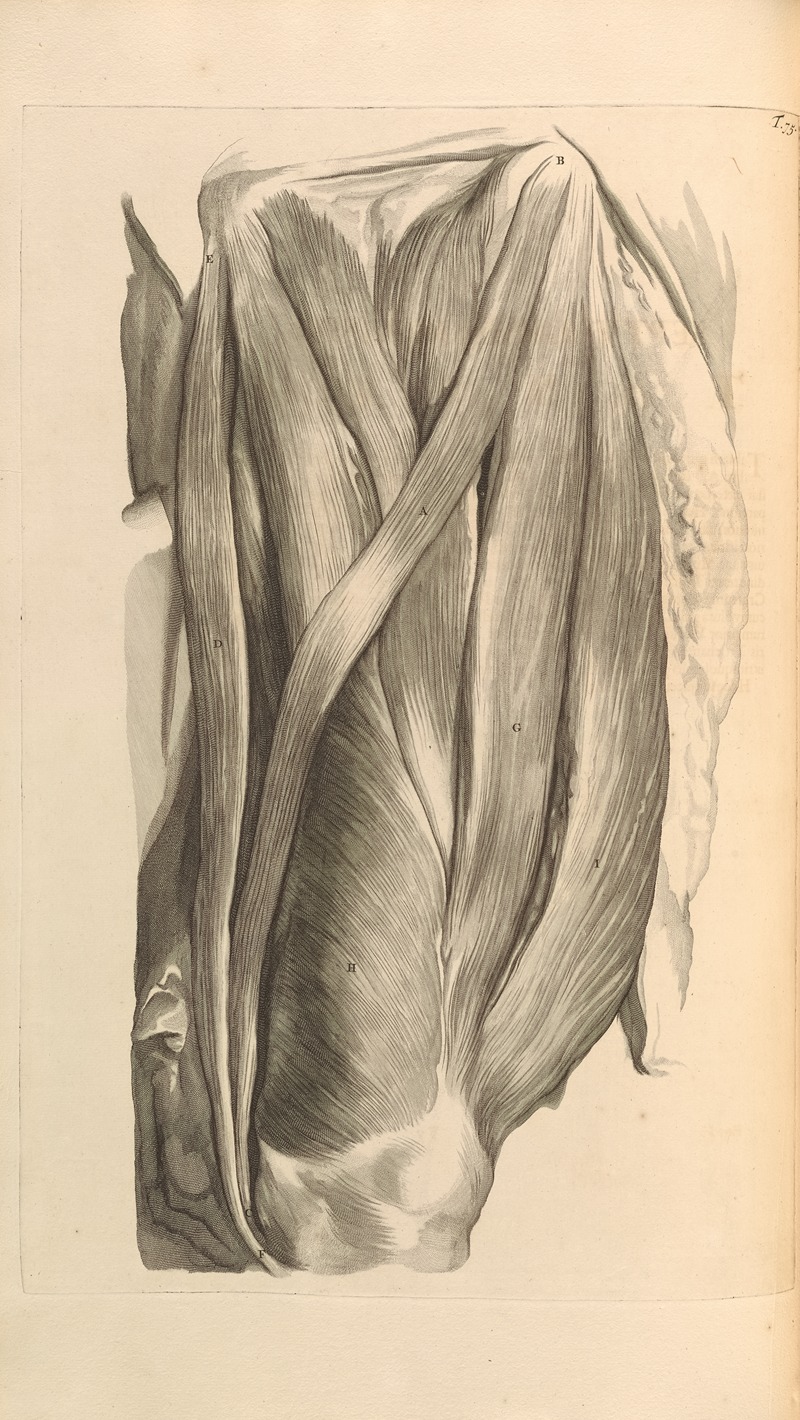 Gerard de Lairesse - Anatomia humani corporis Pl.076