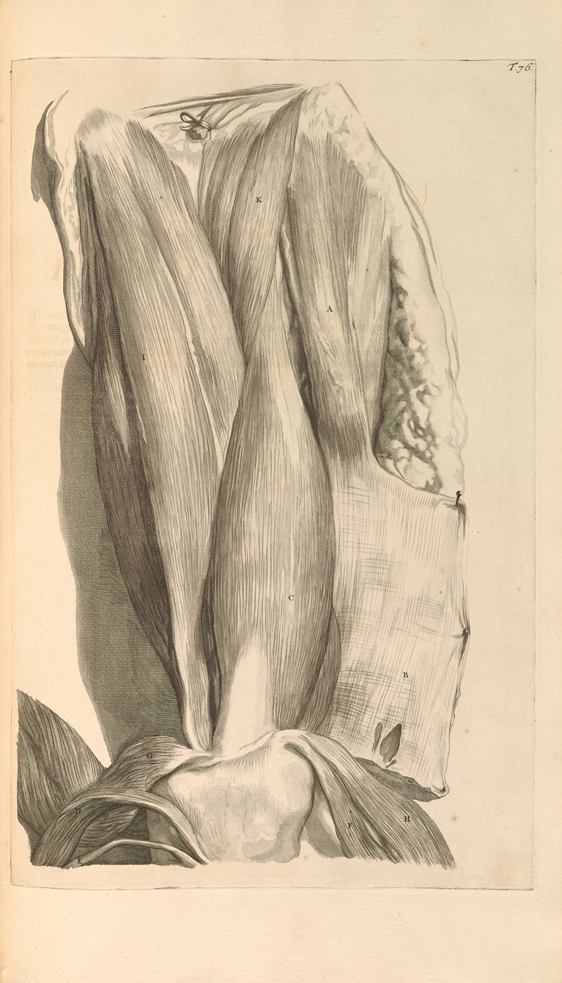 Gerard de Lairesse - Anatomia humani corporis Pl.077