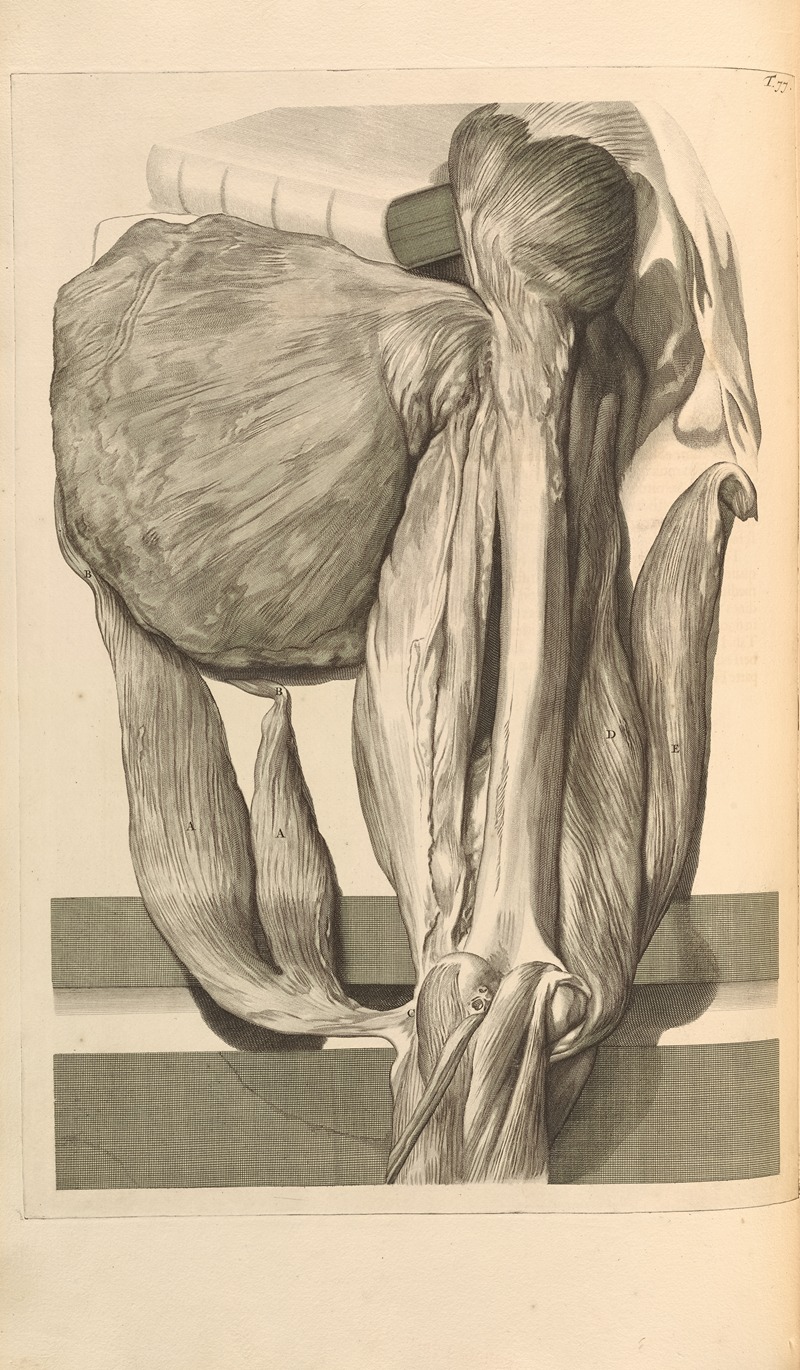 Gerard de Lairesse - Anatomia humani corporis Pl.078