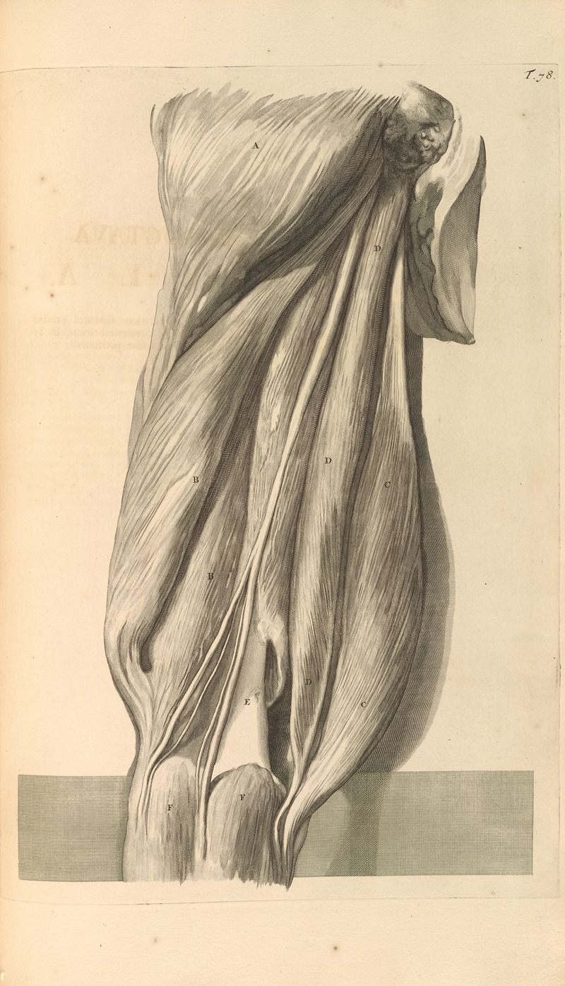 Gerard de Lairesse - Anatomia humani corporis Pl.079