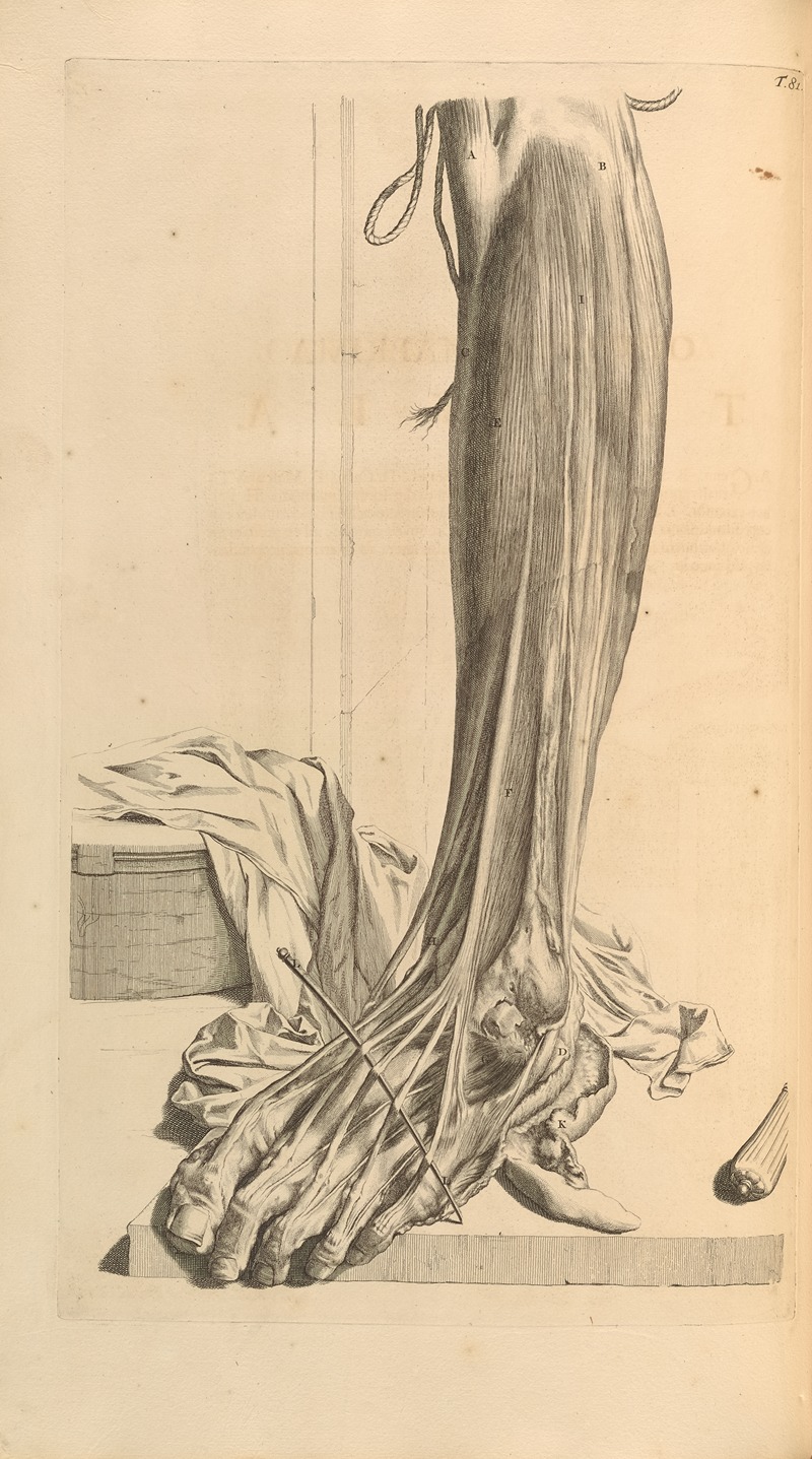 Gerard de Lairesse - Anatomia humani corporis Pl.082