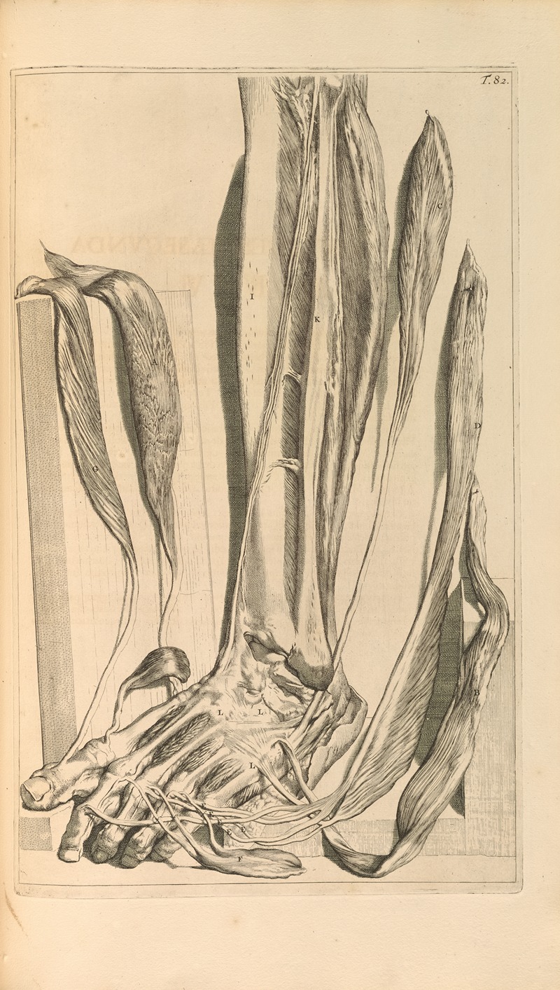 Gerard de Lairesse - Anatomia humani corporis Pl.083